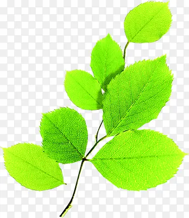 ��ɫ��ˬ������֦װ��-������