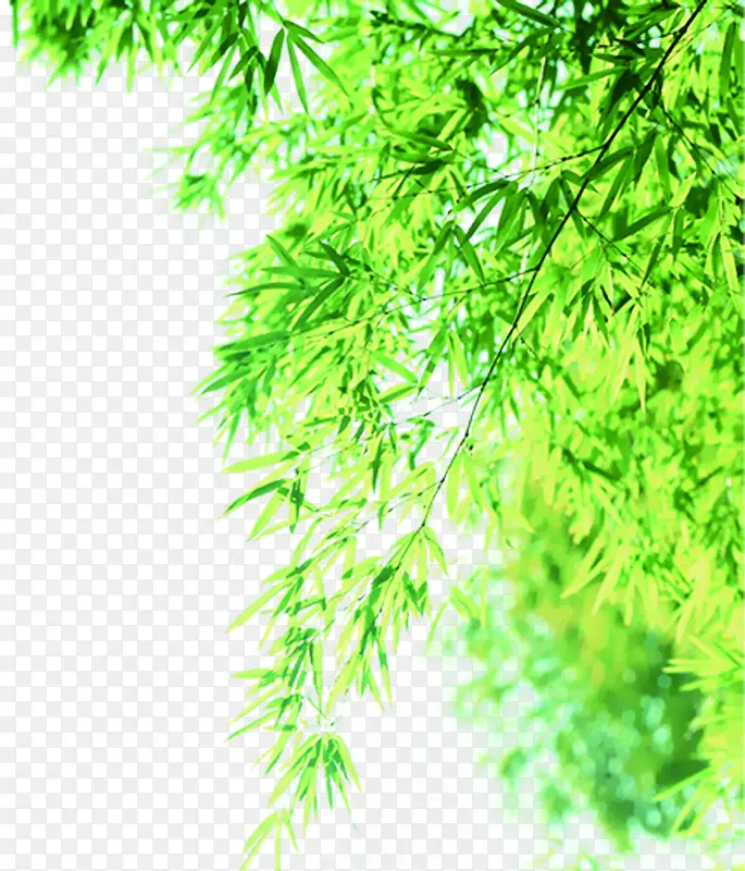 ��ɫ��ˬ������֦-������