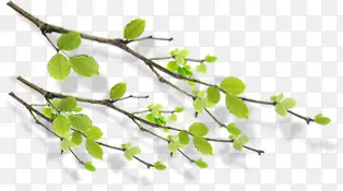 ��ɫ��֦���·羰-������