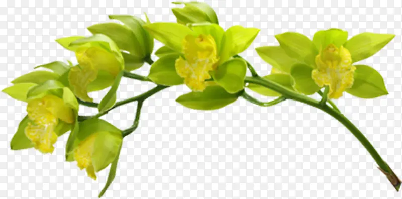 ��ɫ��ˬ������֦����-������