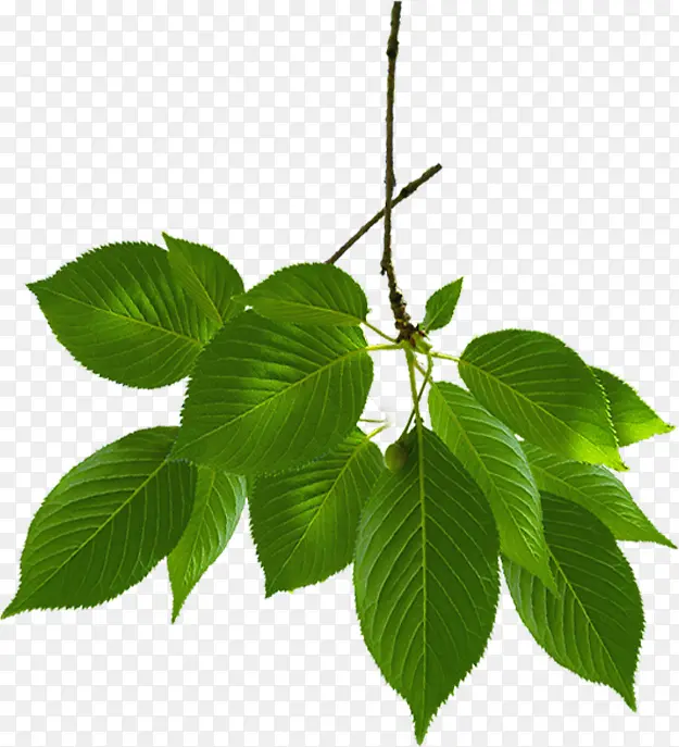 ��ɫ������֦����-������