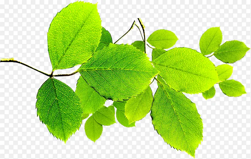 ������ɫ�羰��֦����-������