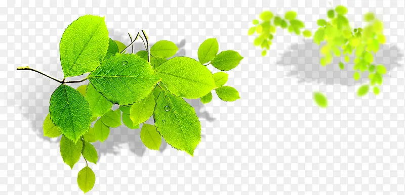 ������ɫ�λ���֦-������