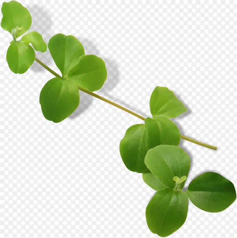 ��ɫ������֦���-������