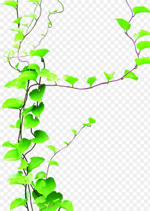 ��ɫ��ͨ������֦����-������