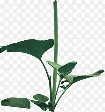 ��ɫֲ��������֦-������