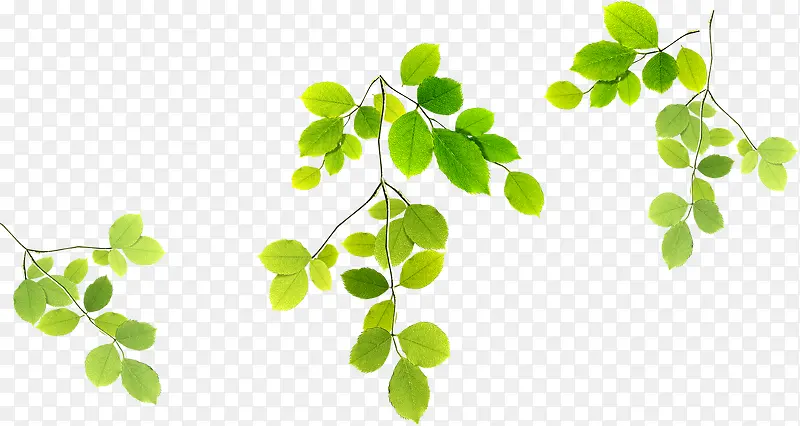 ������ɫ��֦װ��-������