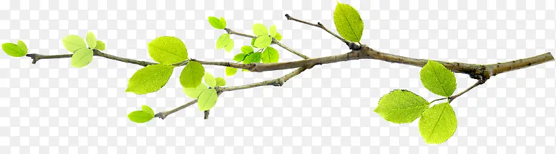 ��ɫ��ͨ��֦����-������