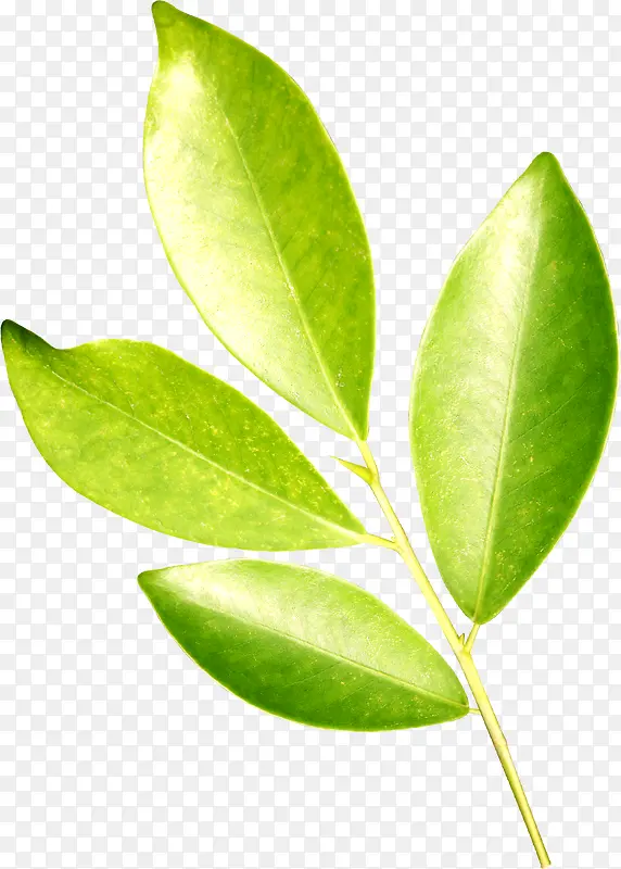 �������ɫ��Ҷװ����֦-������