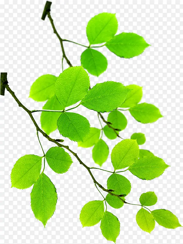 ������ɫ��Ҷ��֦-������