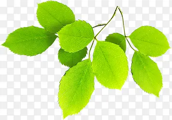 ��������ɫֲ����Ҷ��֦-������