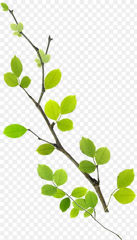 ��������ɫ��֦װ��-������