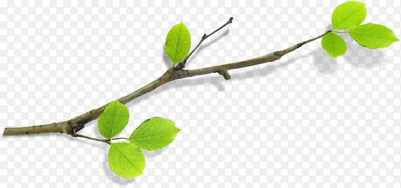 ��ɫ���մ�����֦-������