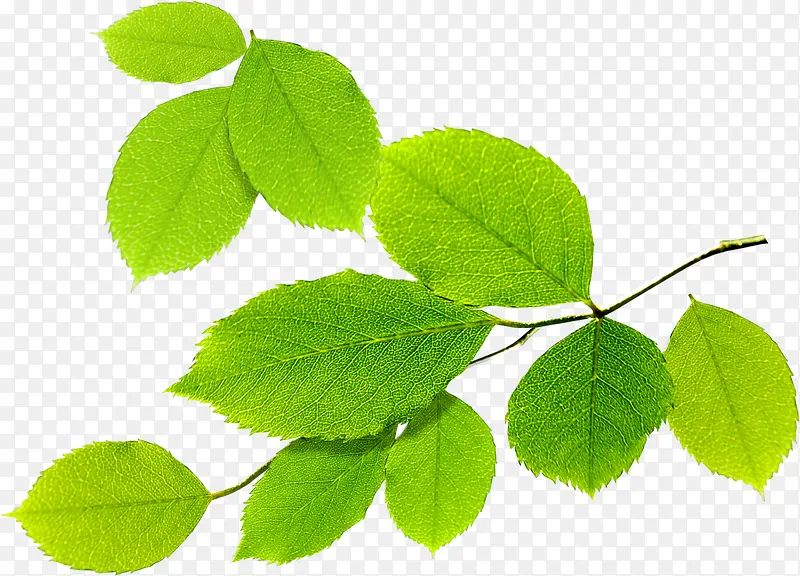 ����������ɫ��Ҷ��֦-������