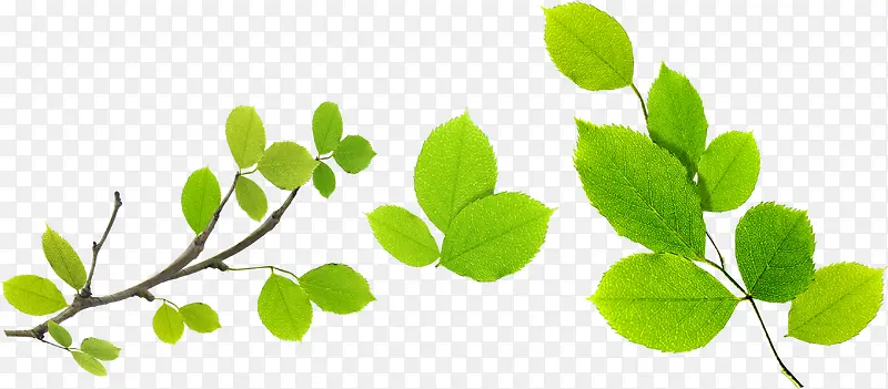 ����ɫ����ŮЬ������֦-������