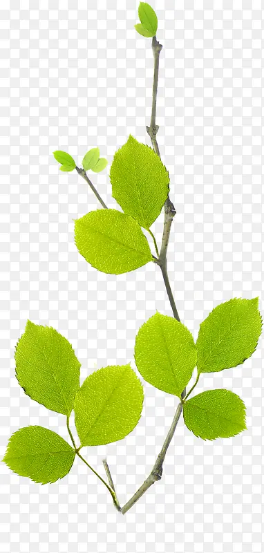 ����ɫ����ŮЬ��֦װ��-������