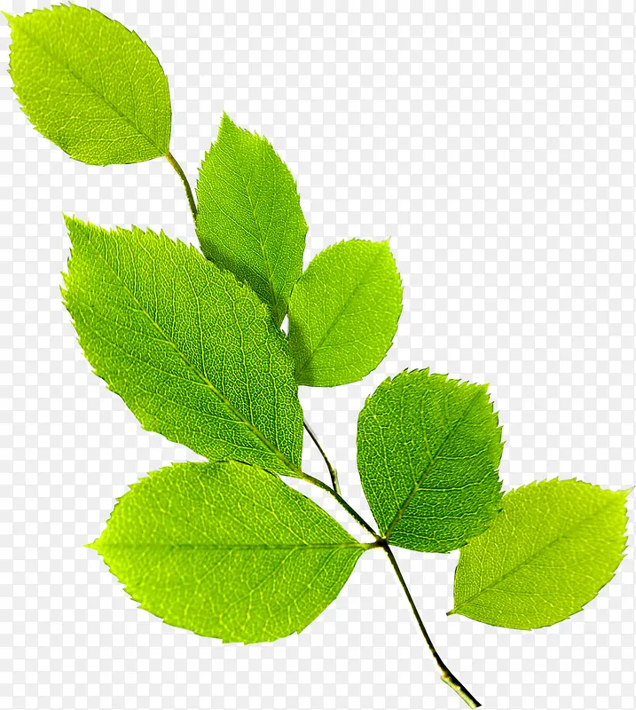 ����ɫ����ŮЬֲ����֦-������