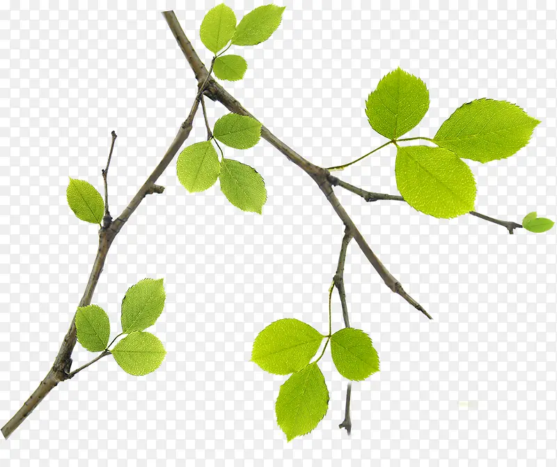 ��������ɫ��֦��Ҷ-������