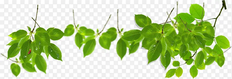 ��ɫ��ͨ��Ҷ��֦����-������