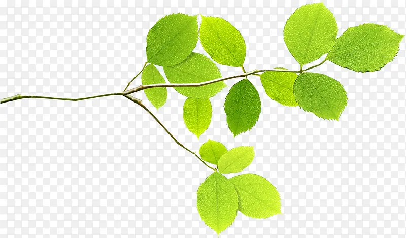 ���崺������ɫ��֦װ��-������