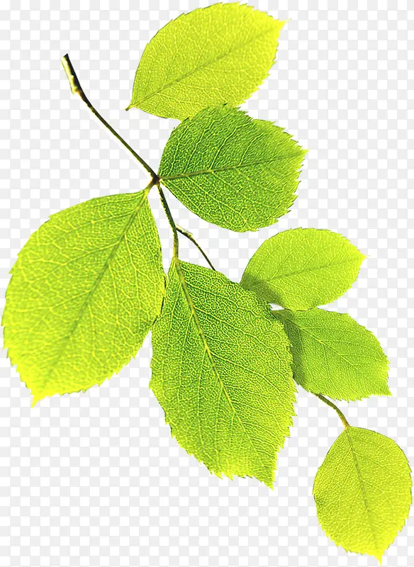 ���崺������ɫ��Ҷ��֦-������