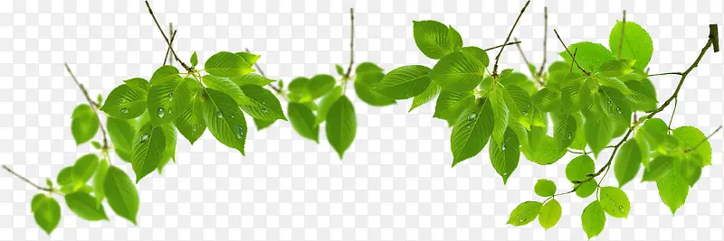 ��Ҷ��֦��ɫ����-������