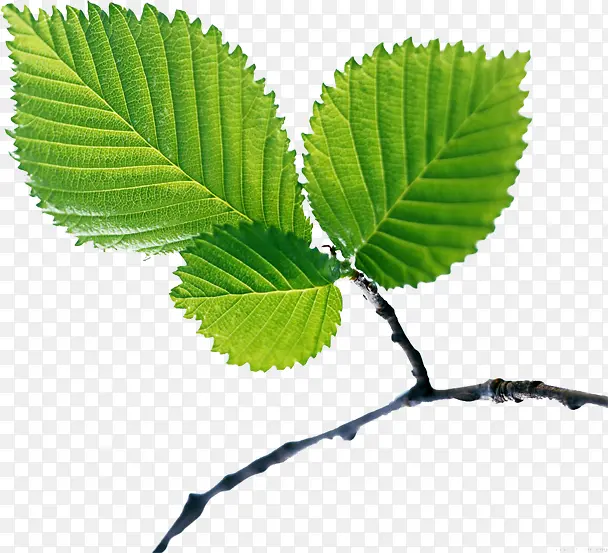 ��ɫֲ����֦����-������