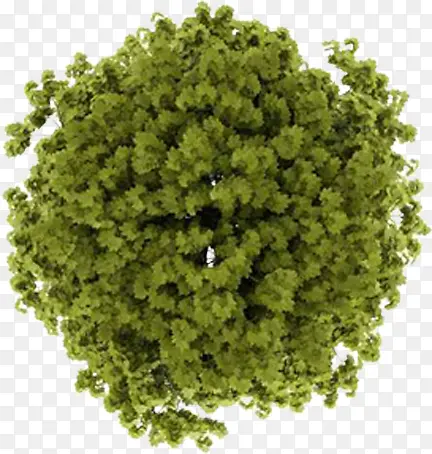 ��ɫԲ����֦����ֲ��-������