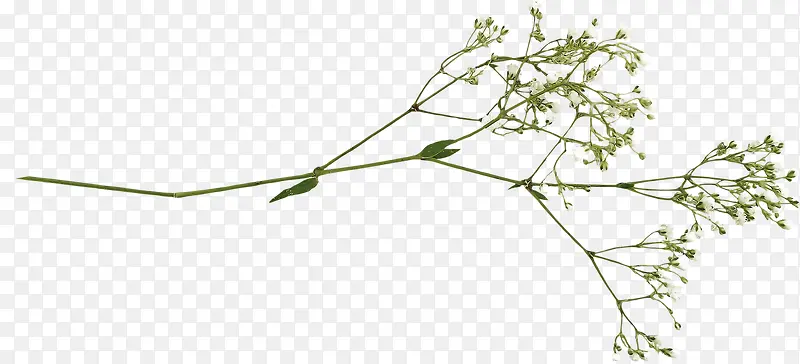 ����ϳ�Ч����ɫ����֦-������