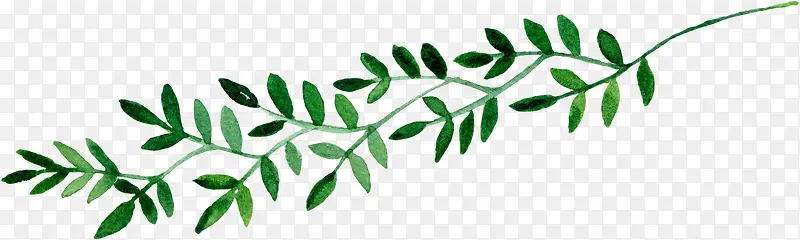 ��ɫ�ɰ���֦����-������