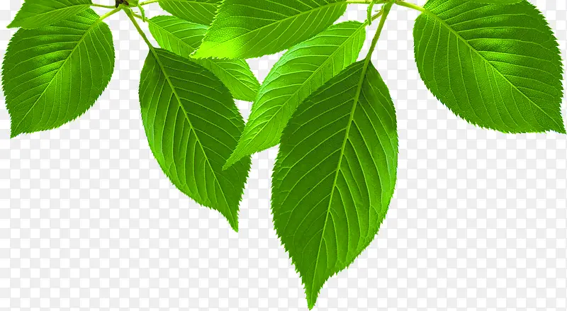 ��ɫ��ҵ��֦����-������