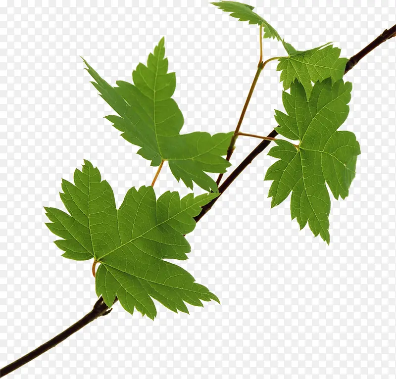 ������ɫ��Ҷ��֦װ��-������