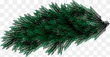 ��ɫ������ֲ֦��-������