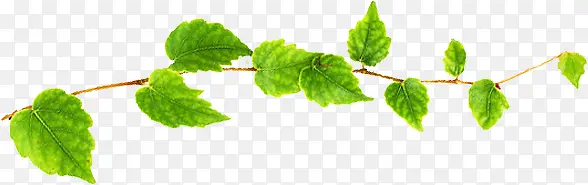 ������Ӱ��ɫ��Ҷ��֦-������