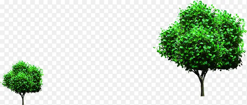 ��ɫ��֦��Ƹ����-������