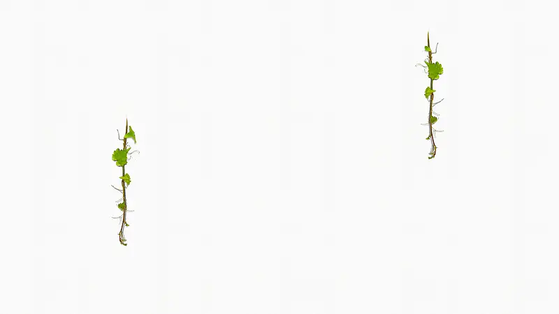 ��ɫ��֦�̶�����-������