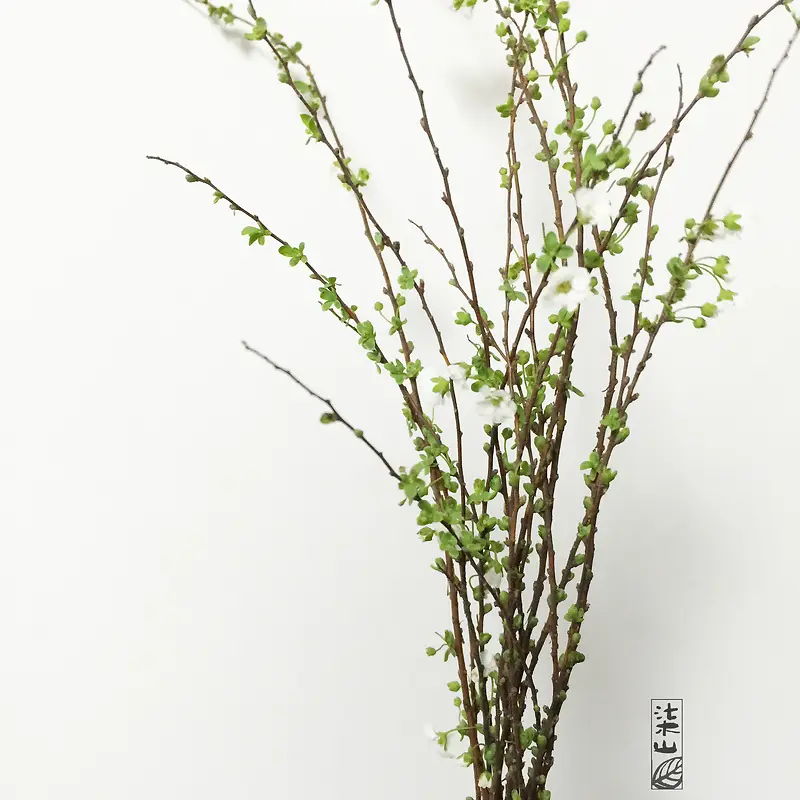 ��ɫ��֦��Լ��ֽ-������