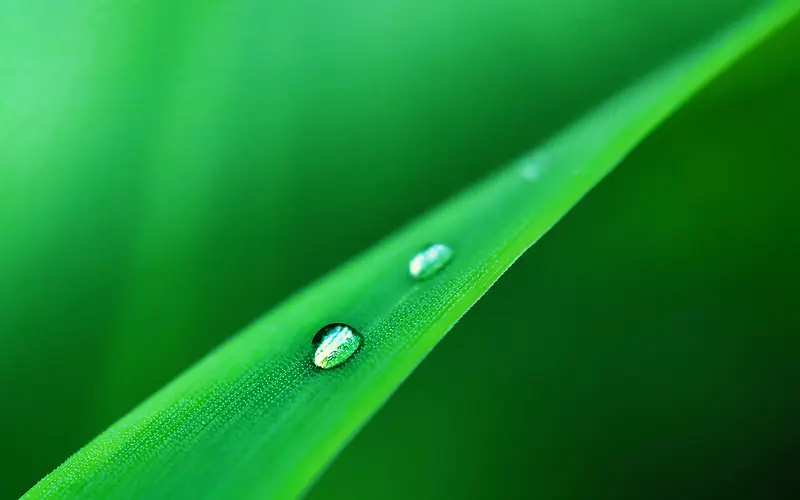 ��ɫҶƬ��֦��������-������