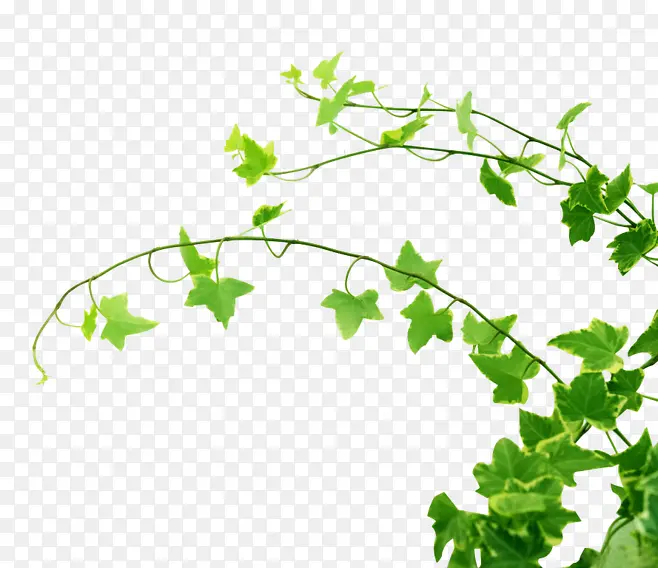 ������ɫ��Ҷ��֦����-������