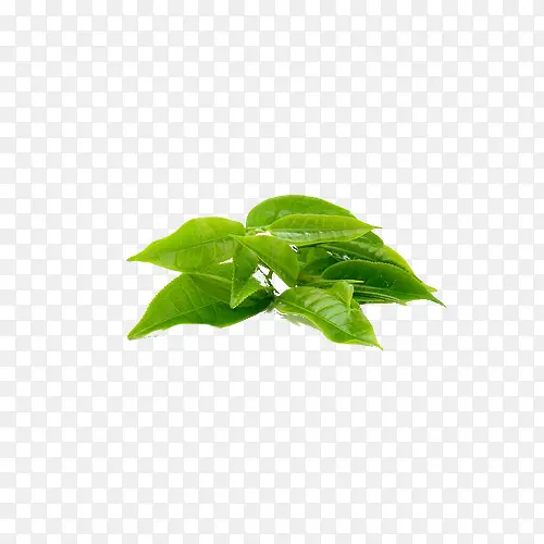 ��ɫ��ͨ��Ҷ��֦-������