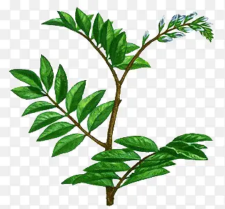 ��ɫҶ����ֲ֦��-������