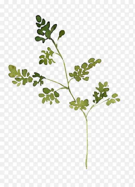 ���͸����ɫ��֦-������