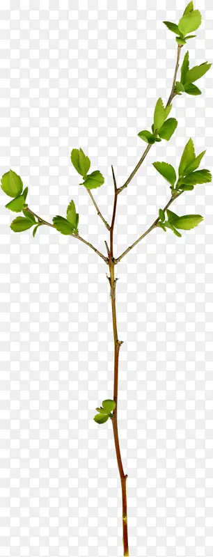 ��֦��ɫҶ��-������