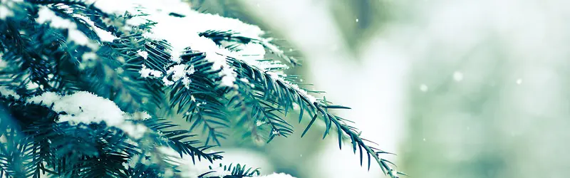 ��֦ѩ��-������