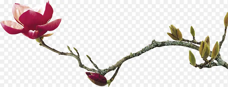 ���绨����ɫ��֦-������