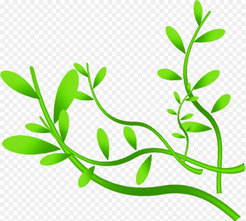 ��ͨ��ɫҶ����֦-������