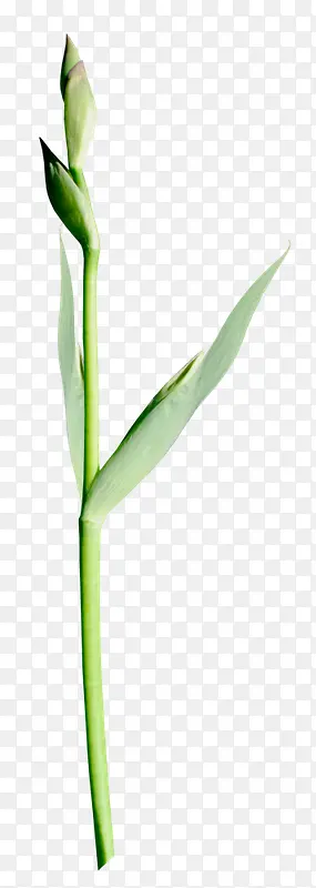 ��ɫ��֦������֦-������