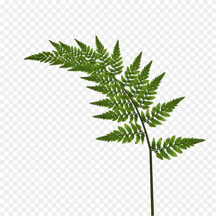 ��ɫ��֦��֦-������