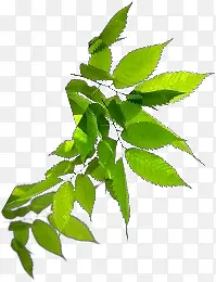 Ҷ��ɫ��֦Ҷ��-������