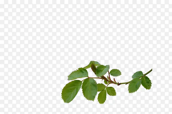 ��ɫҶ����֦Сװ��-������